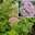 Гортензия древовидная ‘Pink Pincushion’ Hydrangea arborescens ‘Pink Pincushion’